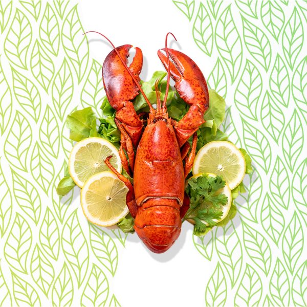 Live Maine Lobsters Fashion - Image 3